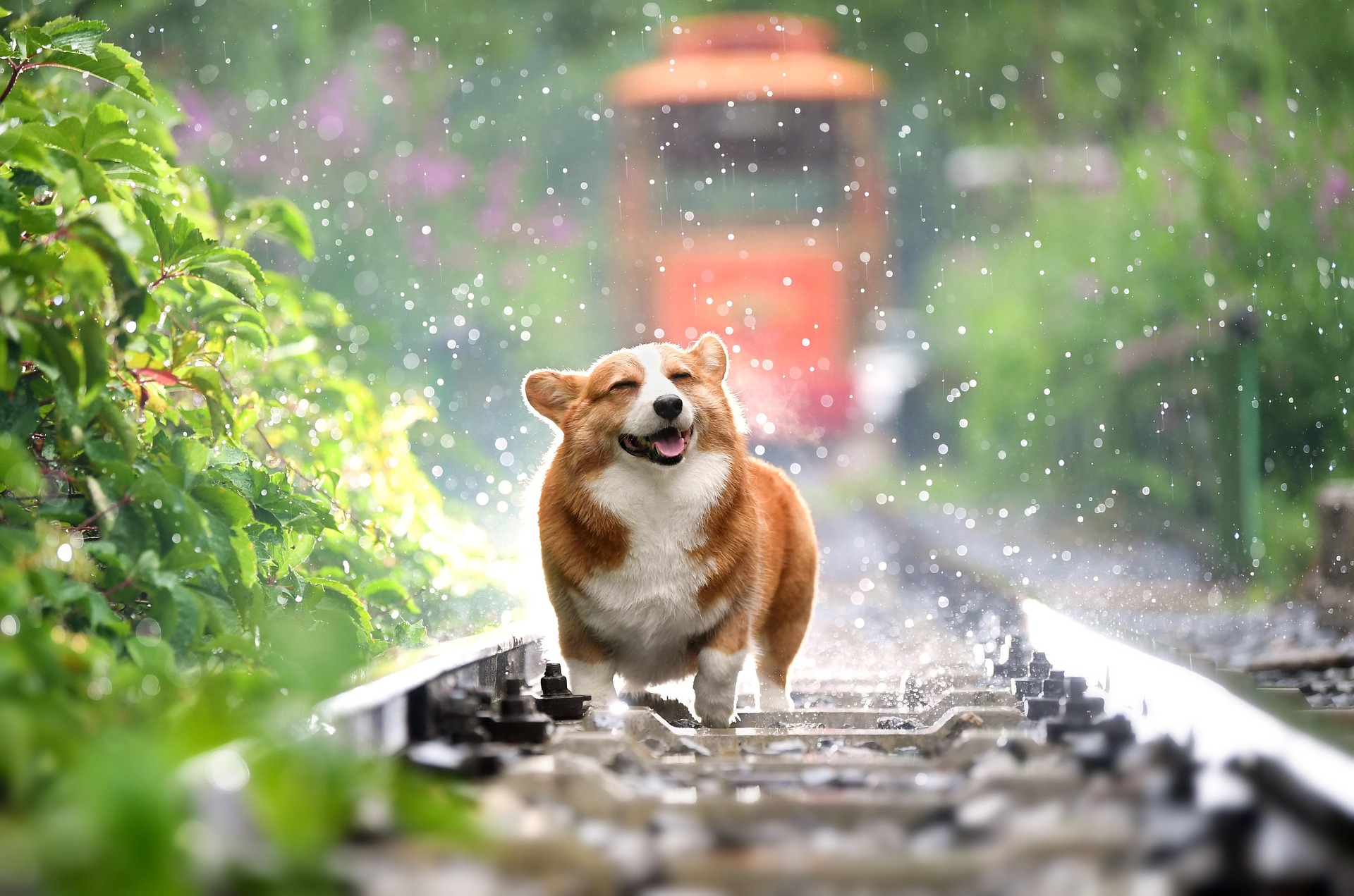 Corgi auf einer Wiese: Tierkrankenversicherung für Hund und Katze
